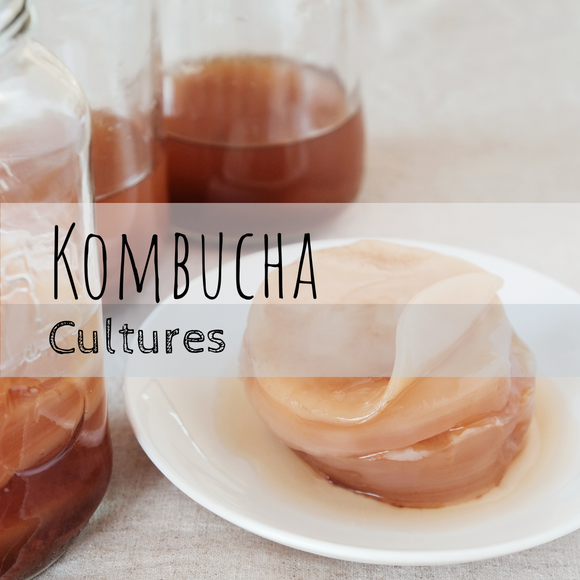 Kombucha Cultures