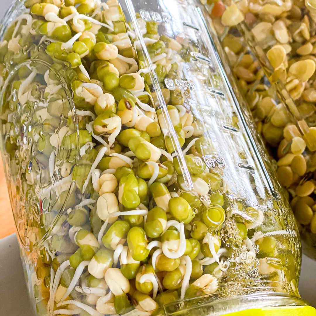 Sprouting Jar 1L