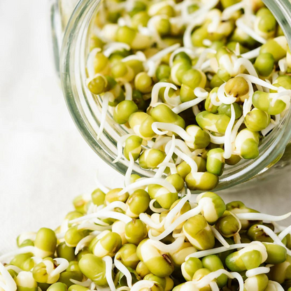 Sprouting Jar 1L