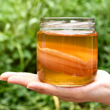 Kombucha SCOBY