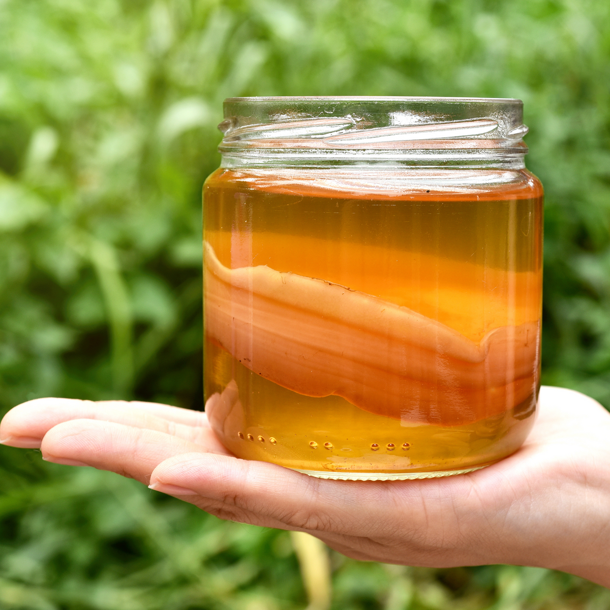 Kombucha Starter Kit