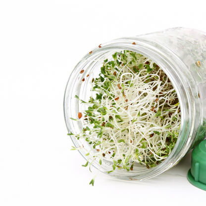Sprouting Jar 1L