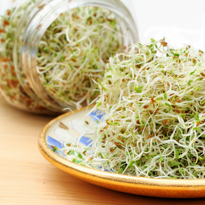 Sprouting Jar 1L