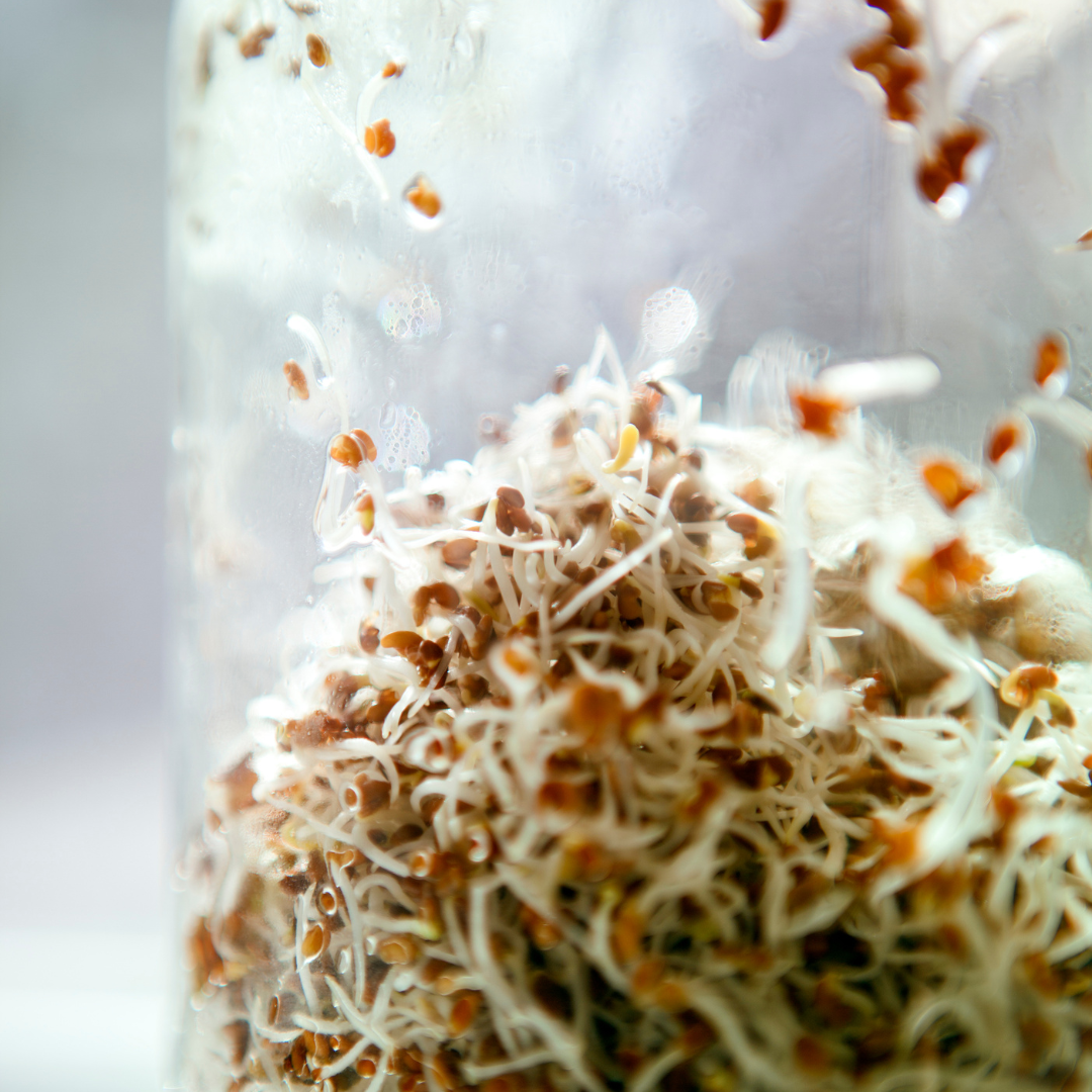 Sprouting Jar 1L